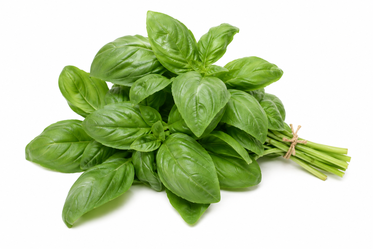 Albahaca