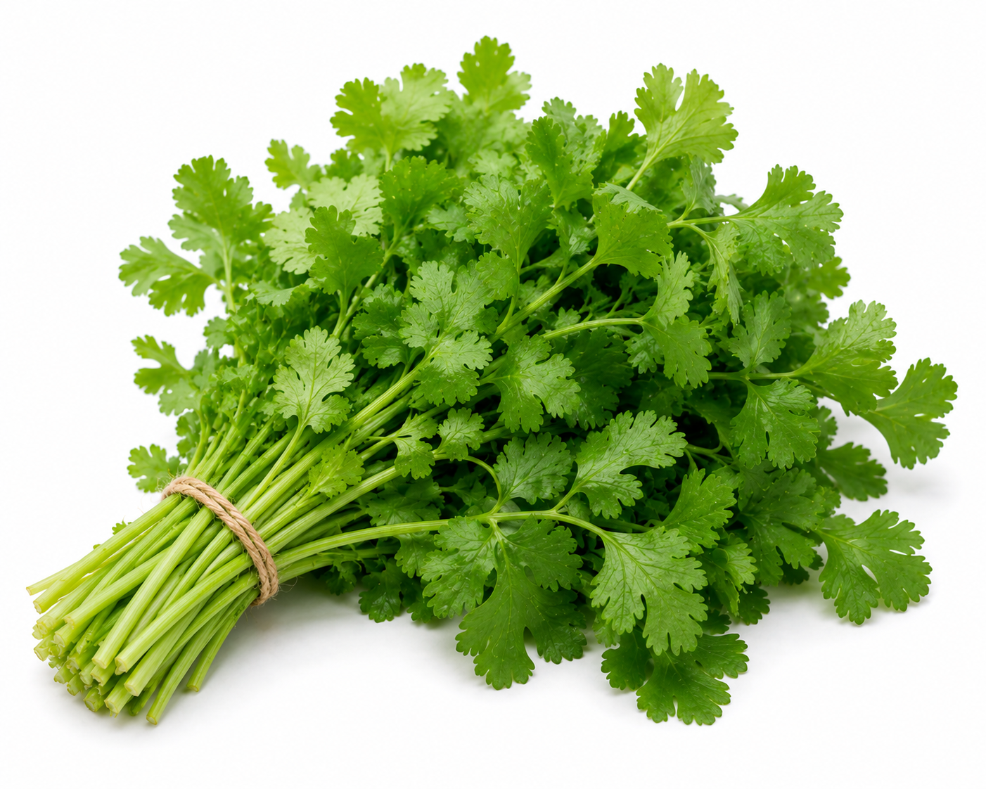 Cilantro