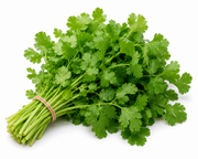Cilantro