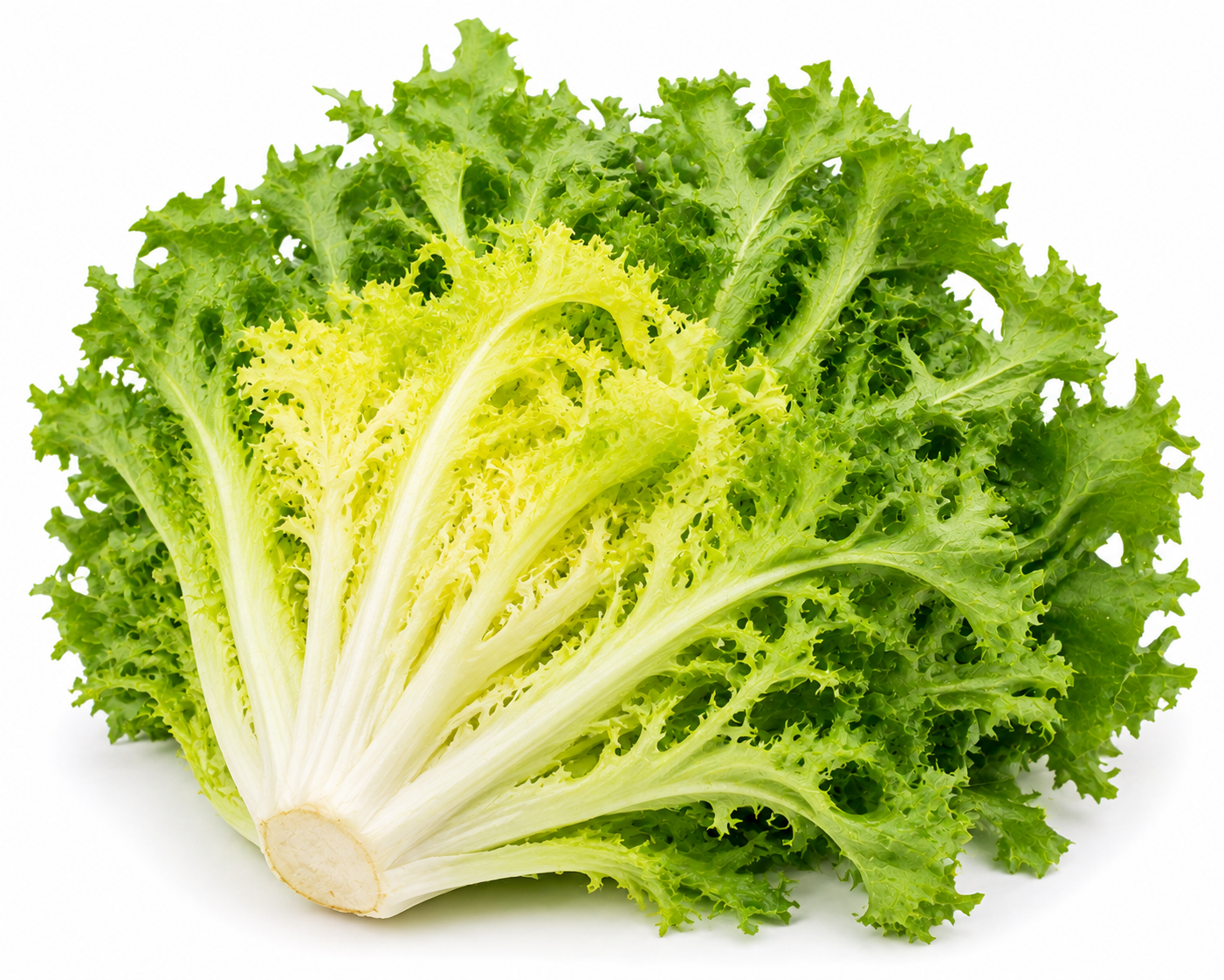 Lechuga escarola
