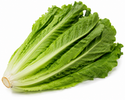 Lechuga larga