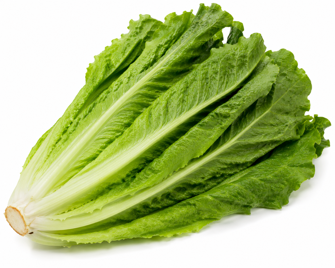Lechuga larga