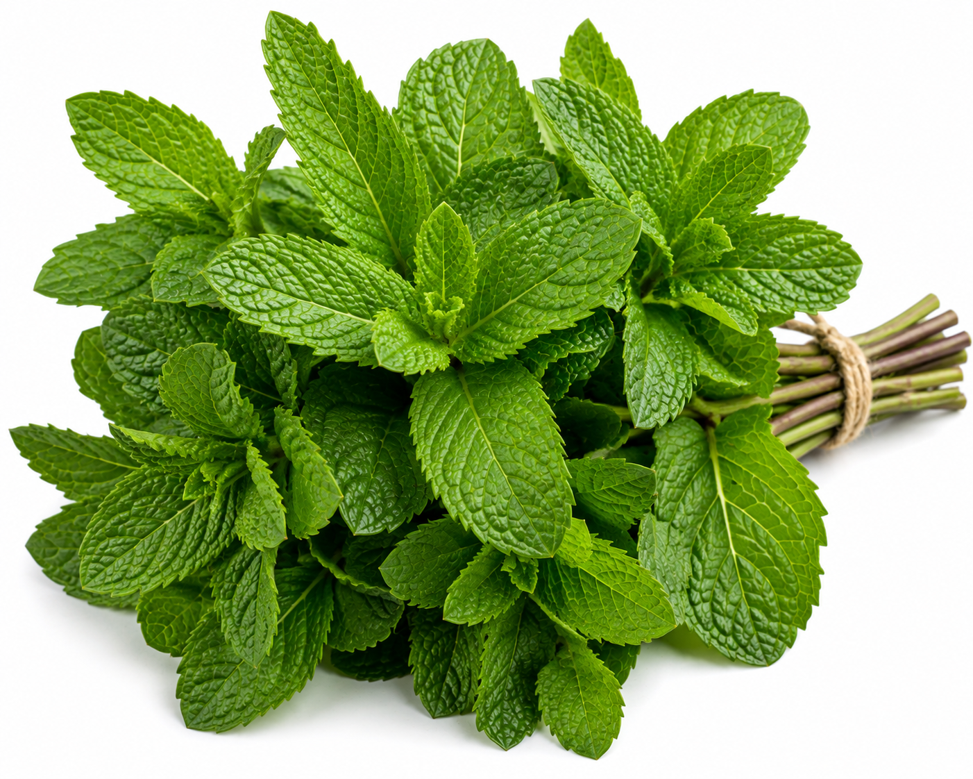 Menta