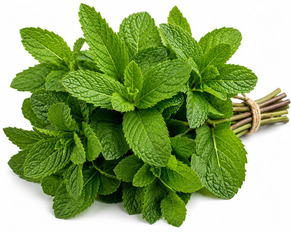 Menta